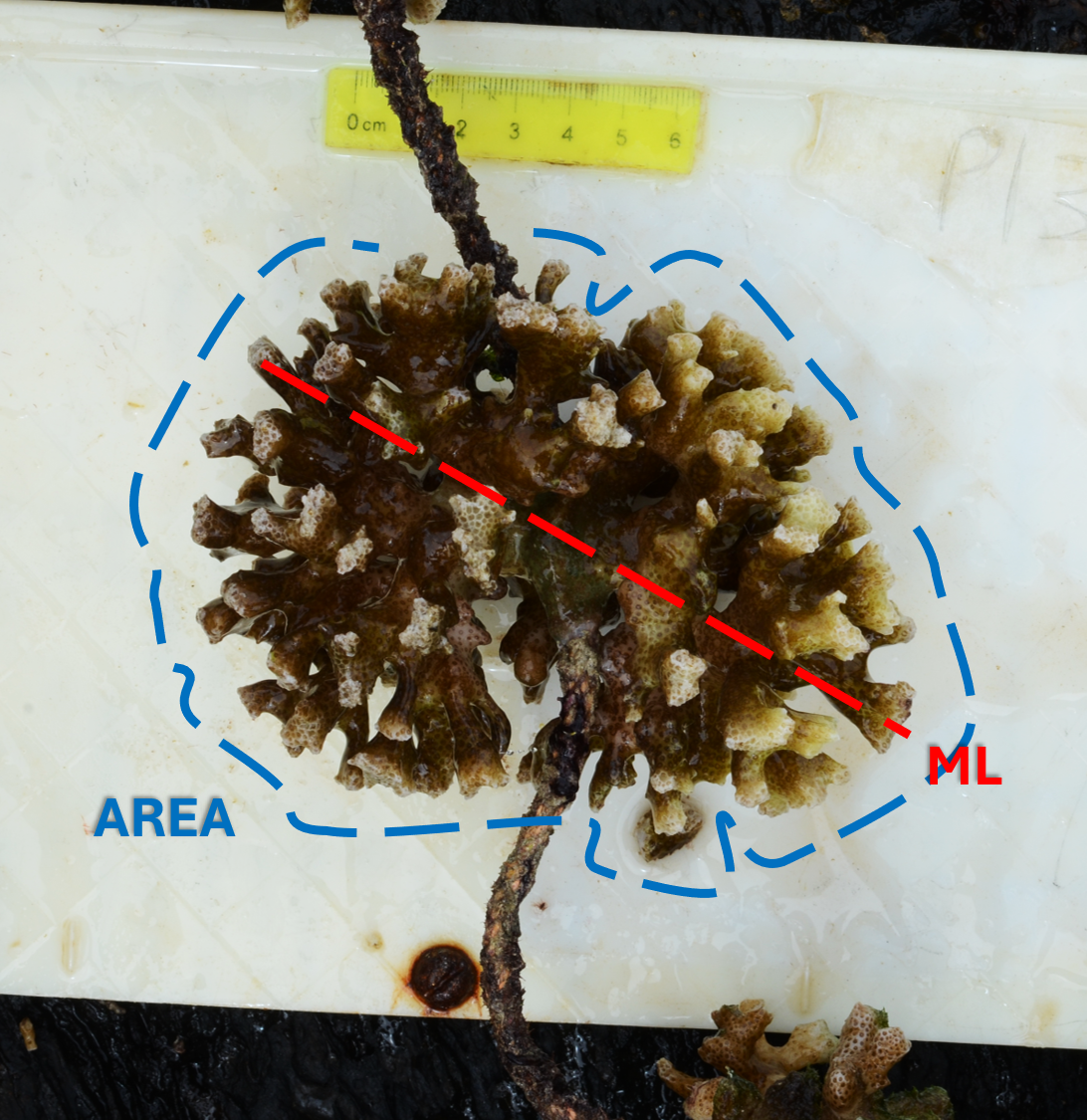 Coral Size Metrics